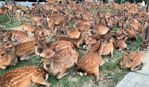 Необычное явление в японском городе Нара привлекает туристов со всего мира.