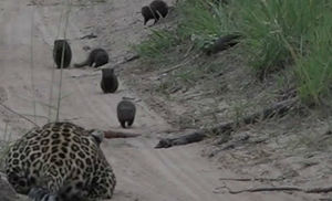 Отчаянный мангуст преподал урок леопарду