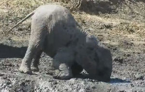 Оказывается, слонам тоже может нравиться играть в грязи