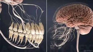 Мозг, нервы и зубы