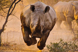 Носорог в деле: тонна брони и мышц против львов и крокодилов