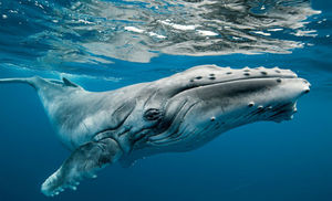 Огромный кит спас дайверу жизнь