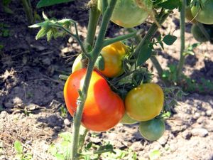 Сидераты для томатов – как на самом деле оздоровить почву и повысить урожайность