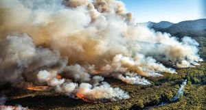Поразительная хитрость: почему ехидны не гибнут во время лесных пожаров в Австралии