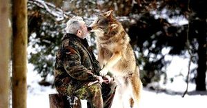 Хищники всё помнят: как волк и человек снова встретились в лесу