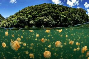 Как в древнем озере появились 15 миллионов не умеющих жалить медуз
