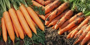 Нужно ли мыть морковь перед хранением?