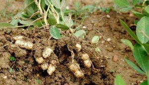 Арахис: выращивание в открытом грунте
