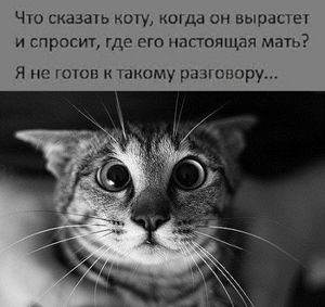 Что сказать коту, когда он вырастет и спросит, где его настоящая мать?