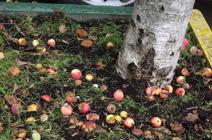 Гнилые яблоки как удобрение для малины и клубники