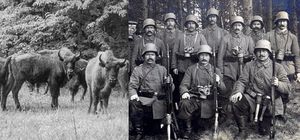 За что белорусские зубры в 1915 году затоптали роту немецких солдат