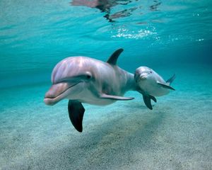 Дельфин поблагодарил рыбаков за спасенного детеныша