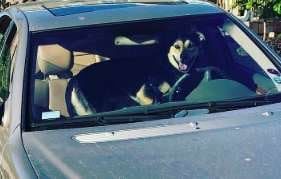 Хозяева оставили пса в машине всего на минуточку, а он решил покататься…