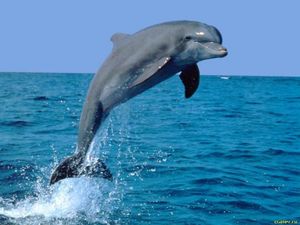 Самка дельфина отблагодарила рыбаков за спасение детеныша