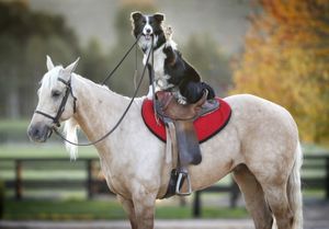 Хекан — собака, которая умеет ездить верхом на лошади