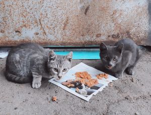 Кошки на предприятии больше пары лет не живут... Дайте им шанс выжить!!!