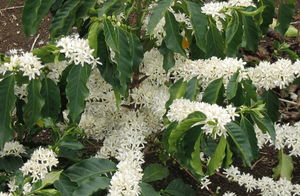 Домашний цветок — кофейное дерево
