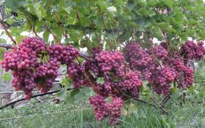 Лучшие сорта винограда любительской селекции