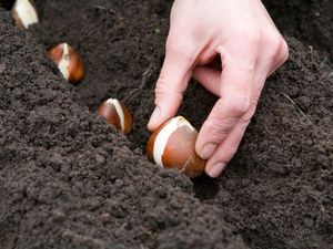 Интересный способ посадки луковичных культур