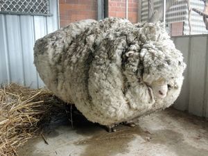 Самая нестриженая овца мира