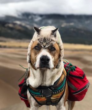 Невероятно эпические фотографии кота и собаки, которые путешествуют вместе