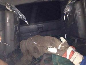 Спасение детеныша носорога найденого возле убитой мамы