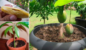 Выращивание в домашних условиях манго из косточки: как растет дерево