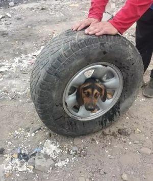 Собака застряла в колесном диске и рвалась на волю