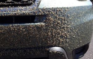 Простой способ удаления насекомых с кузова автомобиля