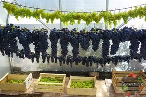 Способы длительного хранения винограда