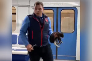 Машинист московского метро спас котенка Снегурочку