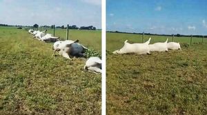 В Техасе молния одним ударом убила сразу 23 коровы
