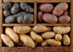 Самые популярные и урожайные сорта картофеля
