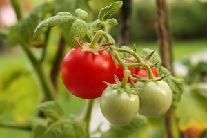 Посев томатов под зиму от посева до получения урожая. Все выпуски. Урожай даже в октябре.