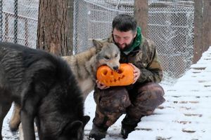 Приручивший волков, набирает популярность в «Инстаграме»)