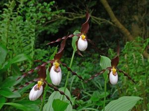 Зимостойкие венерины башмачки – восхитительные орхидеи для вашего сада