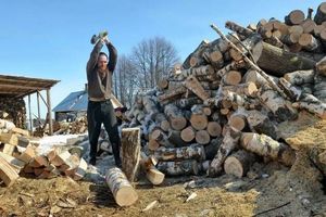 Всё о заготовке дров в вопросах и ответах