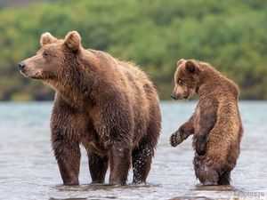 Дикая природа России 2019