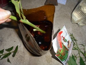 Размножение роз черенками под пластиковой бутылкой