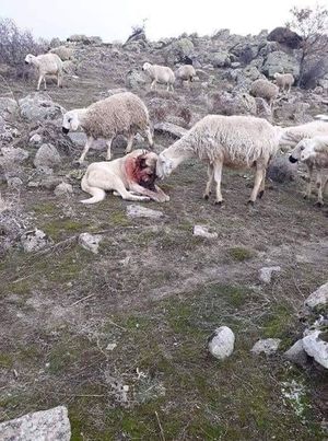 Овцы подошли к собаке, которая спасла их от волков, и начали благодарить её. Снова скажете, что у животных нет чувств?