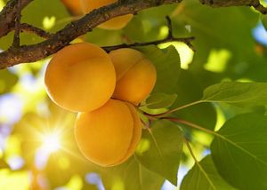 Какие плодовые деревья можно сажать осенью: зимостойкие сорта и особенности посадки