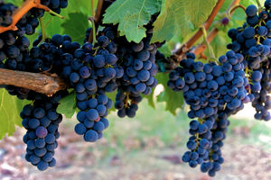Щедрый дар: интересные сорта винограда для средней полосы