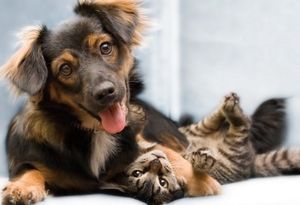 История о дружбе кота и собаки или устрашающие истребители крыс…