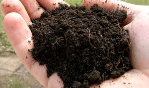 Очищаем почву для рассады