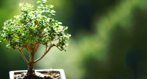 6 лучших растений для бонсай. Из чего вырастить бонсай? Список названий с фото