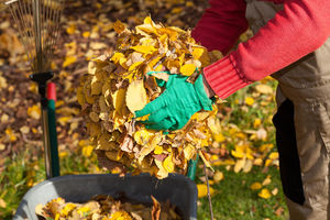 Что делать осенью с листвой?