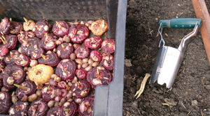 Всегда хранила луковицы гладиолусов дома до весны, а теперь - высаживаю их под зиму.