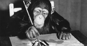 В Лондоне пройдет выставка картин шимпанзе Конго
