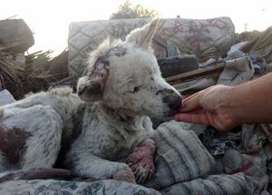 Раненый и измученный пёс в любви и заботе вернулся к жизни.