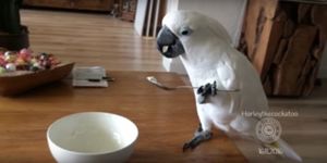 Этот какаду умеет обращаться со столовыми приборами… Какая воспитанная птичка!